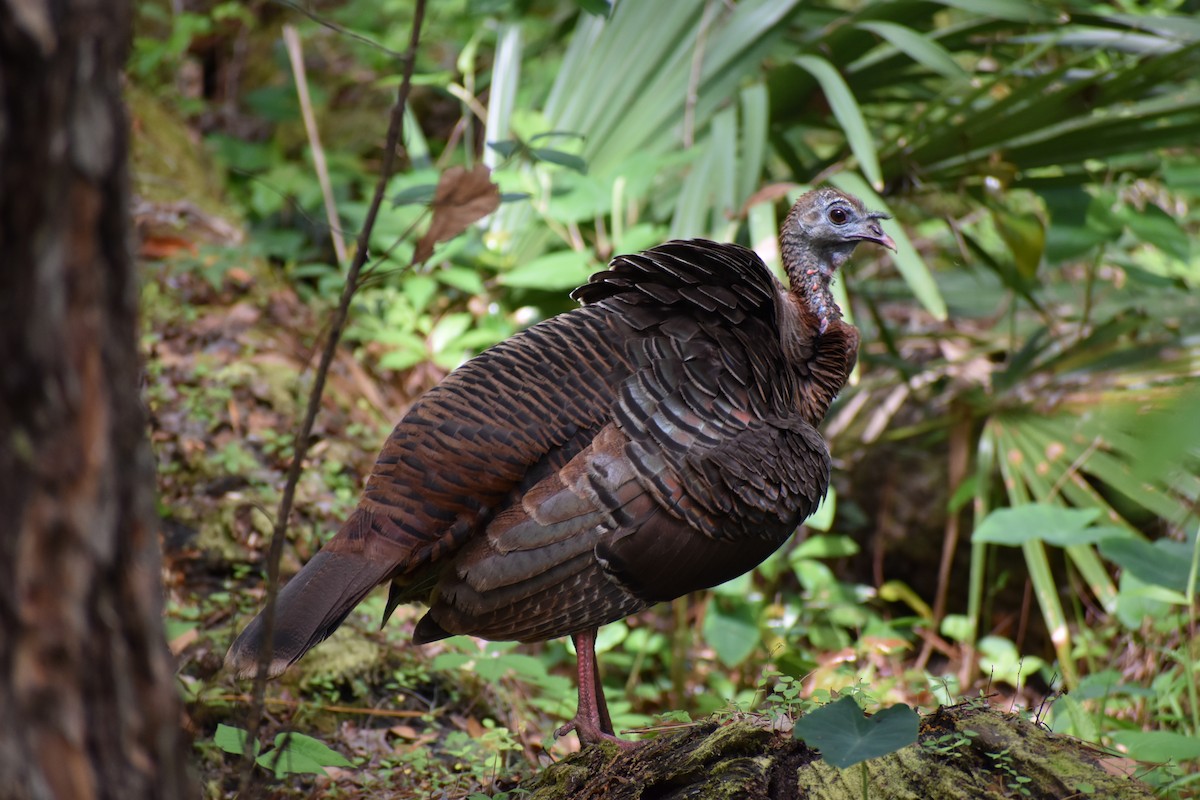 Wild Turkey - ML616113016