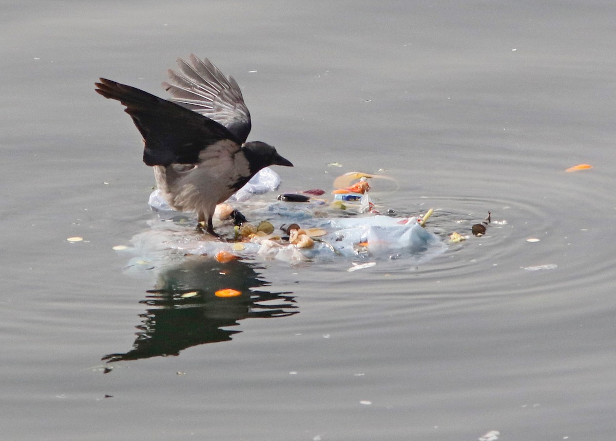 Hooded Crow - ML616113032