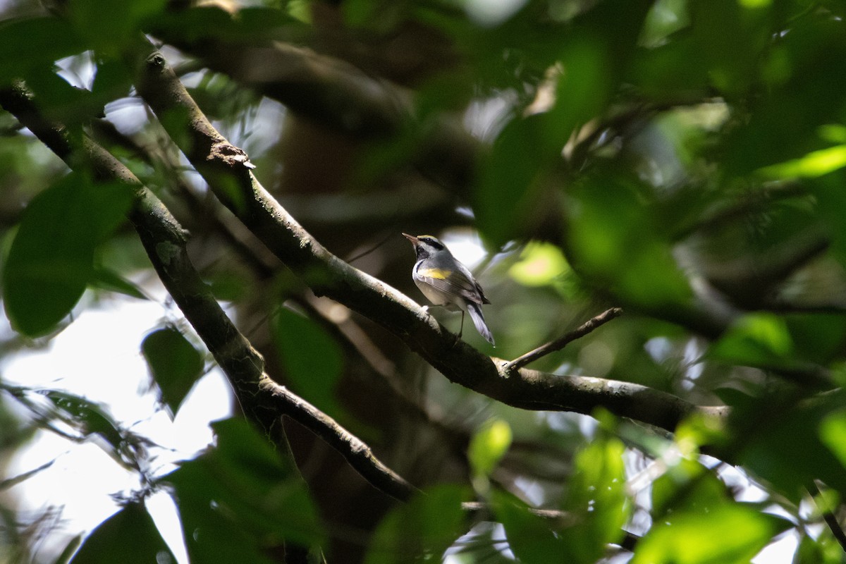 Golden-winged Warbler - ML616113043