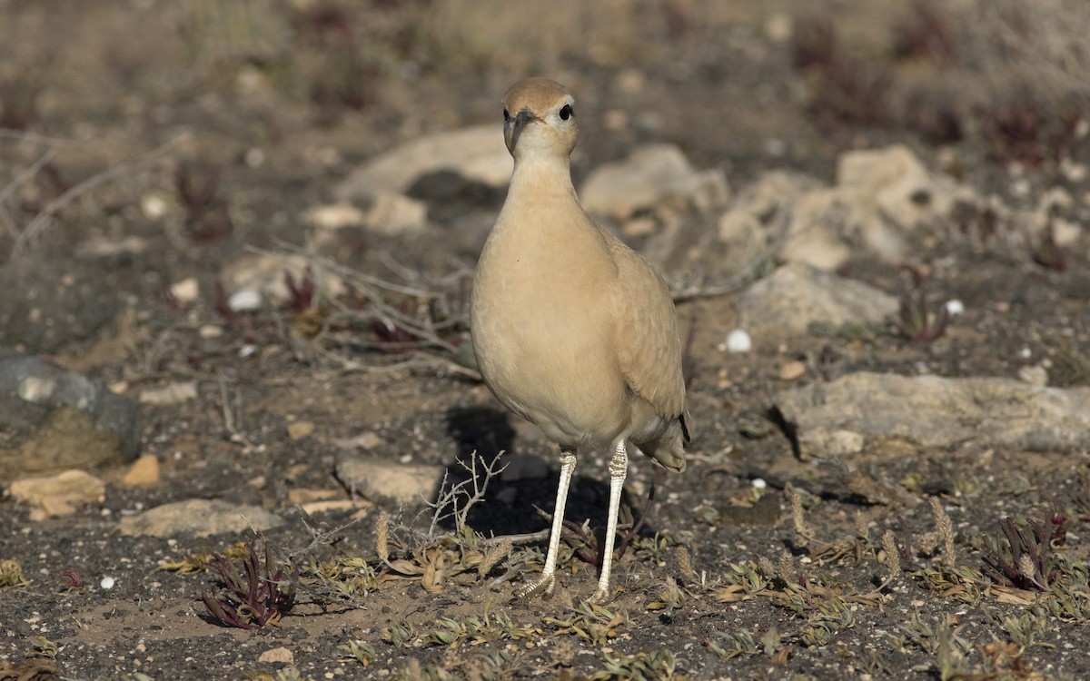 Cream-colored Courser - ML616113055