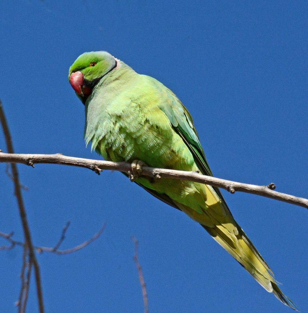 Rose-ringed Parakeet - ML616113081