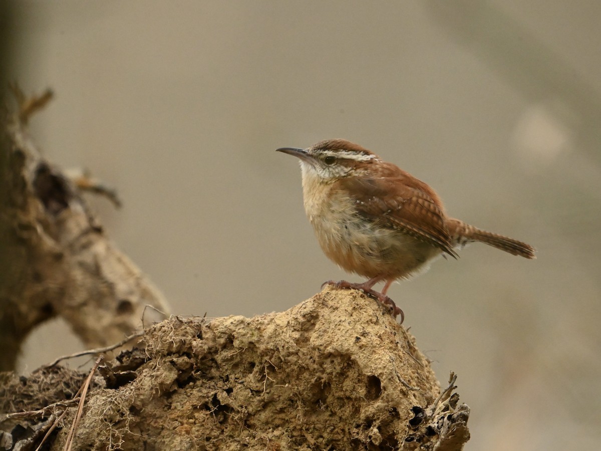 Carolina Wren - William Woody