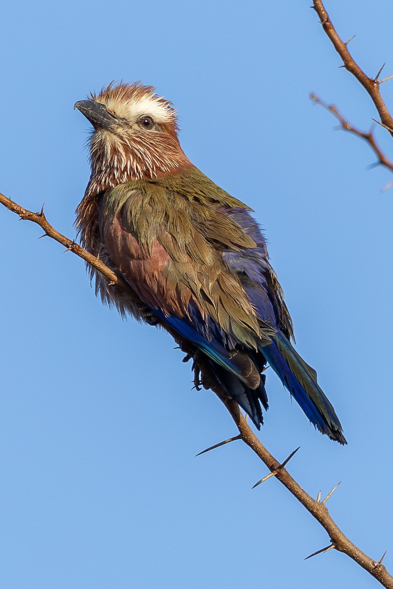 Rufous-crowned Roller - Lindsey Napton