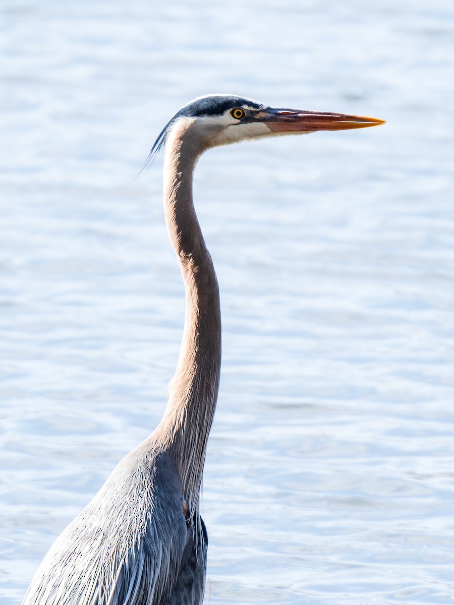 Great Blue Heron - ML616113180