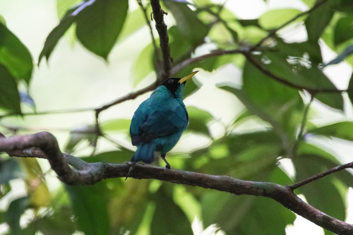 Green Honeycreeper - ML616113183