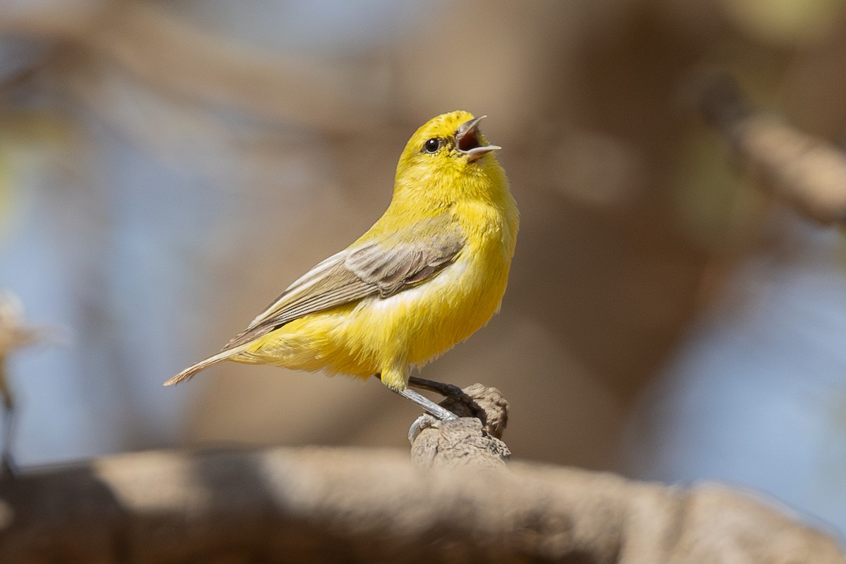 Pájaro Moscón Amarillo - ML616113226