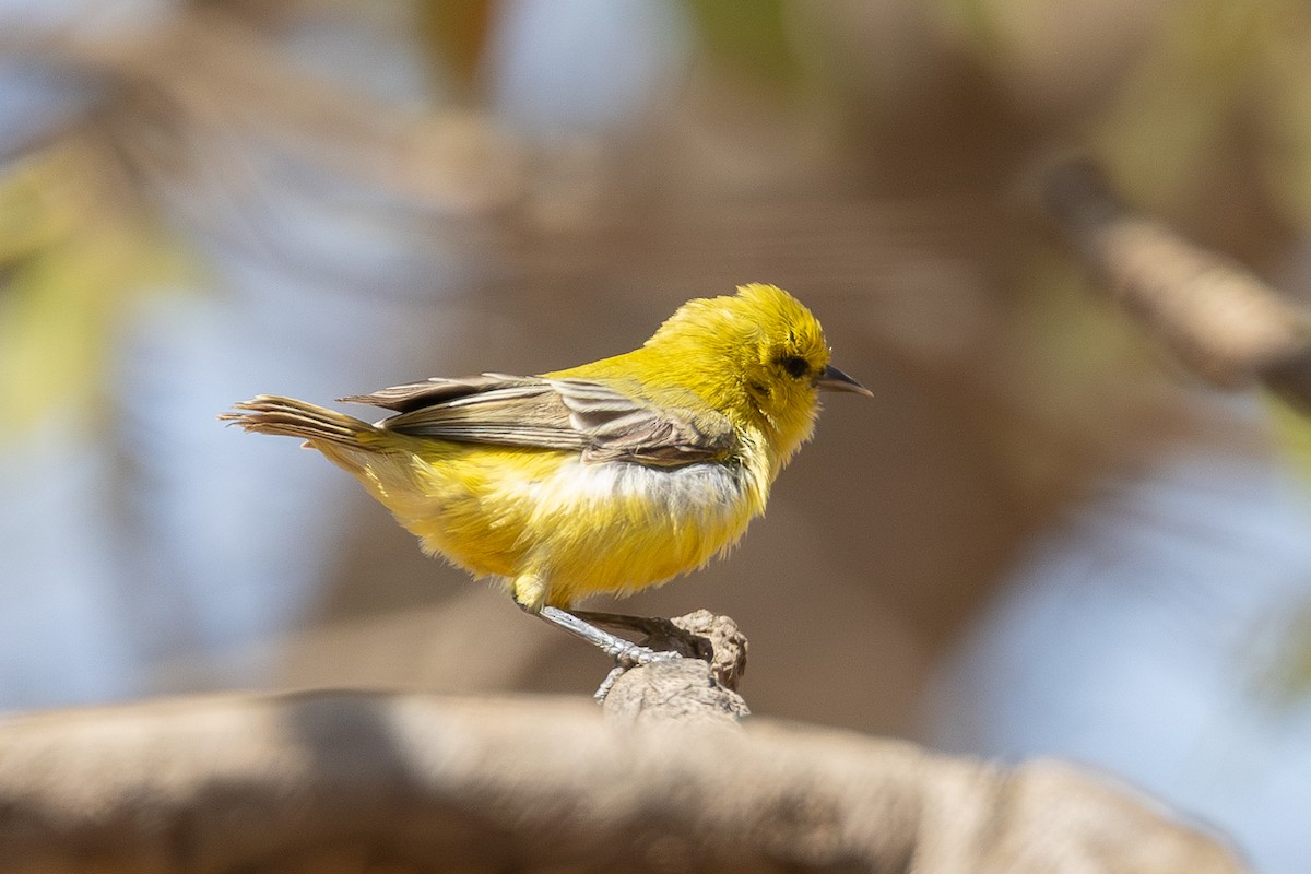 Yellow Penduline-Tit - Lindsey Napton