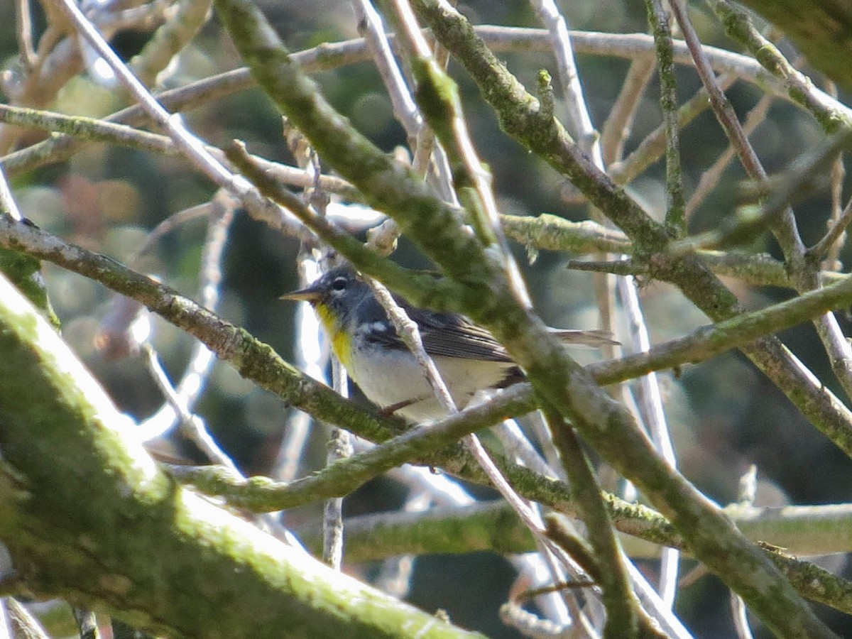 Northern Parula - Jasmine Kay