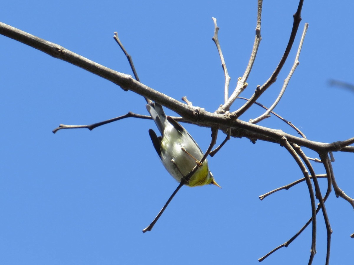 Northern Parula - ML616113238