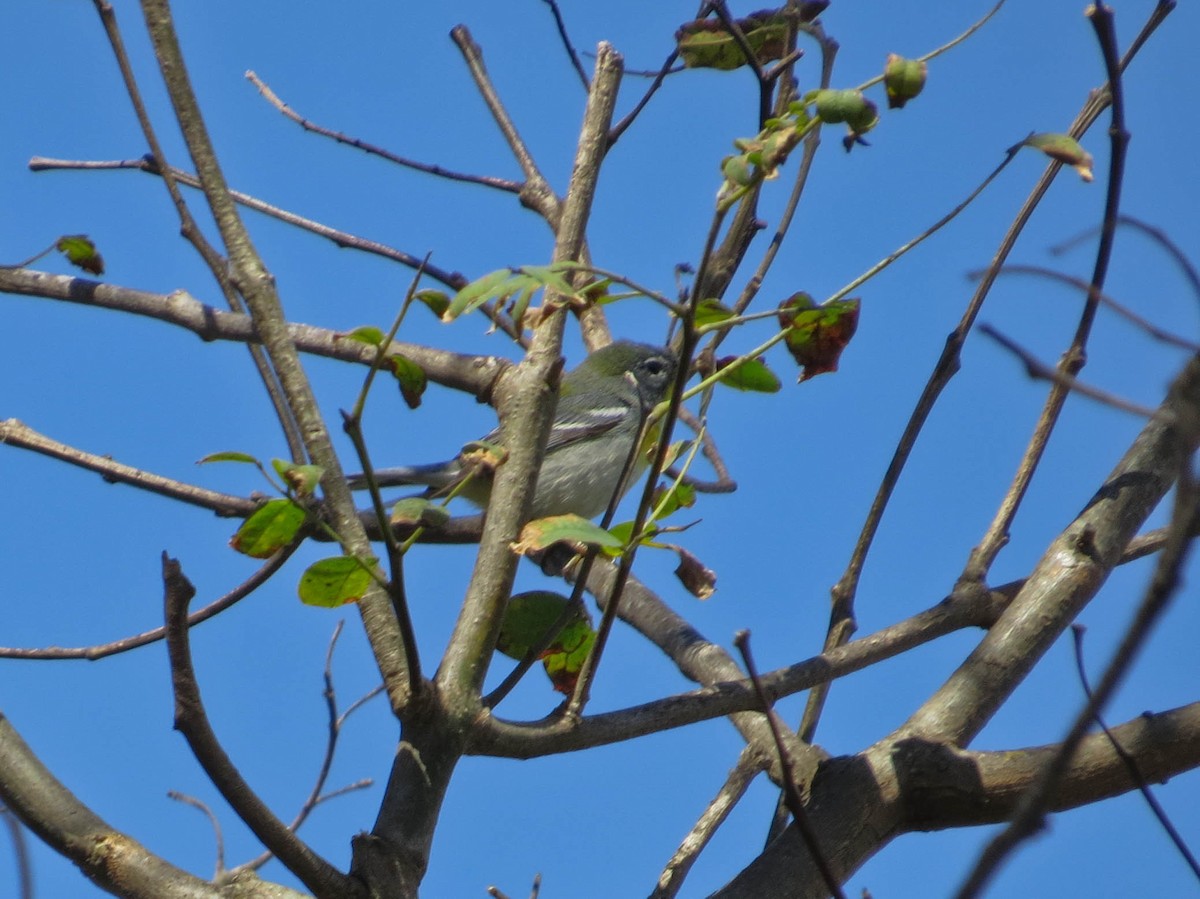 Northern Parula - Jasmine Kay