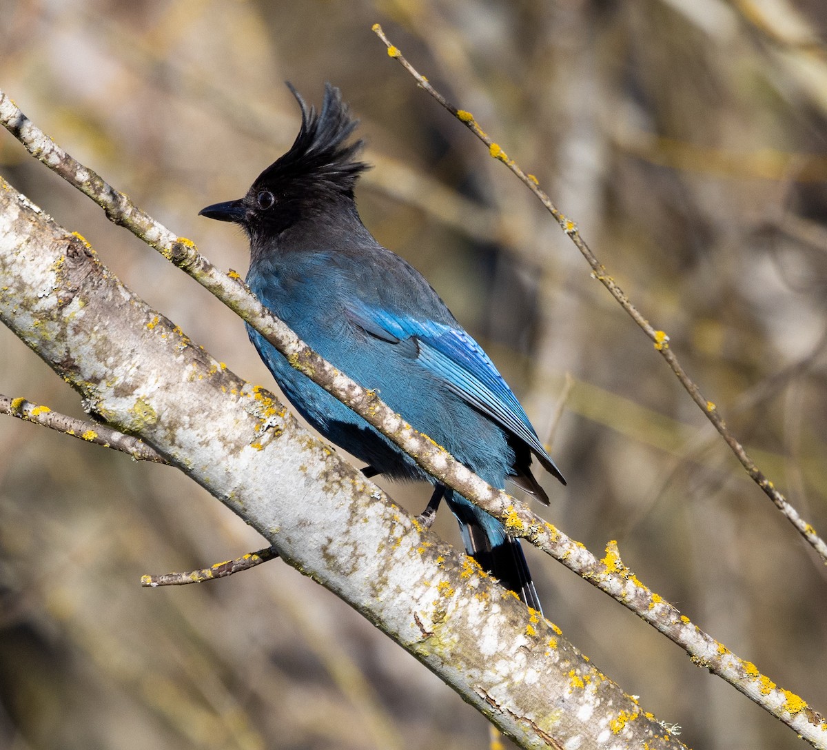 Steller's Jay - Greg Harrington