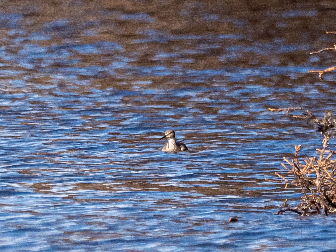 Wandering Tattler - ML616113285