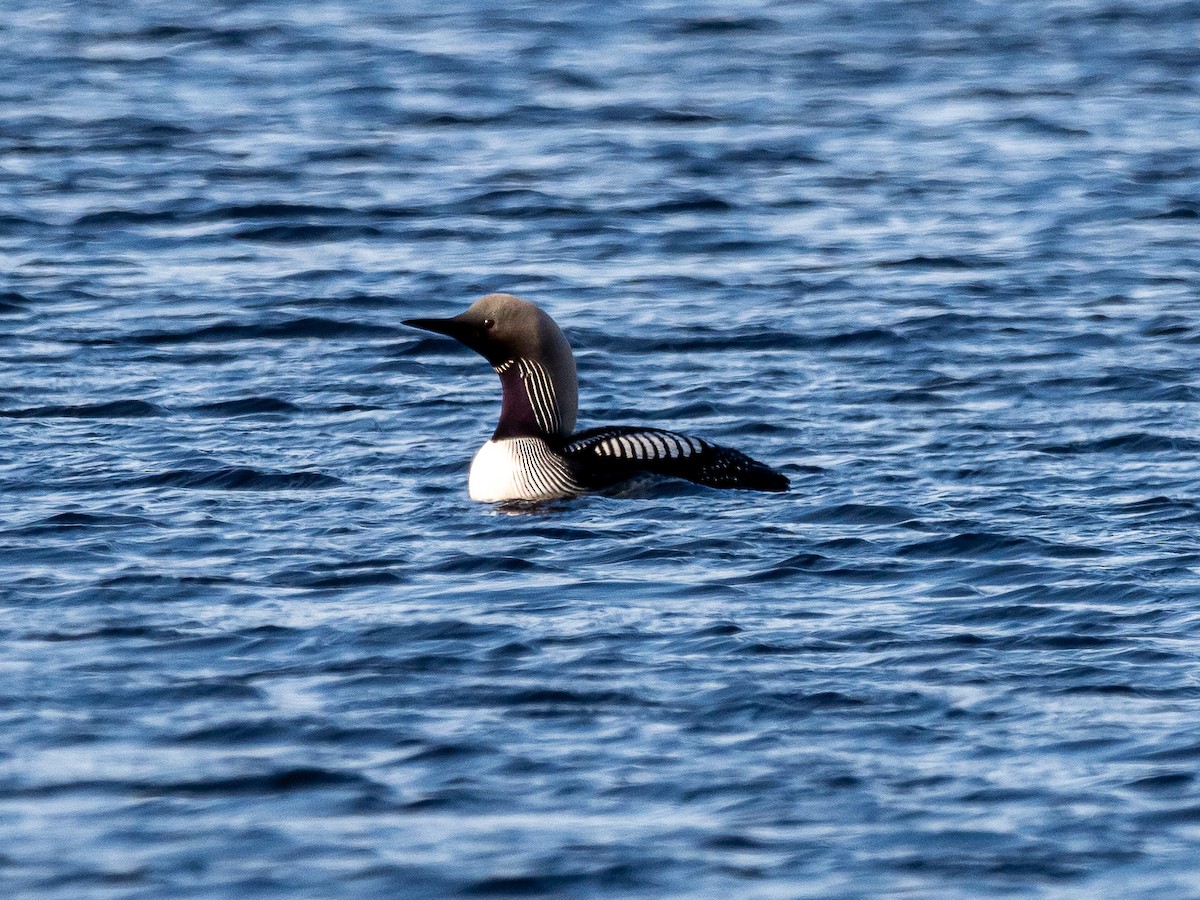 Pacific Loon - Darrell Lawson