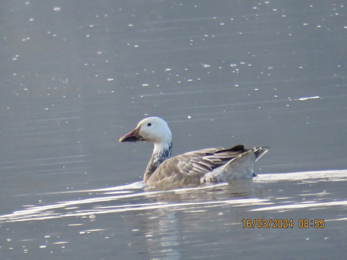 Snow Goose - ML616113315