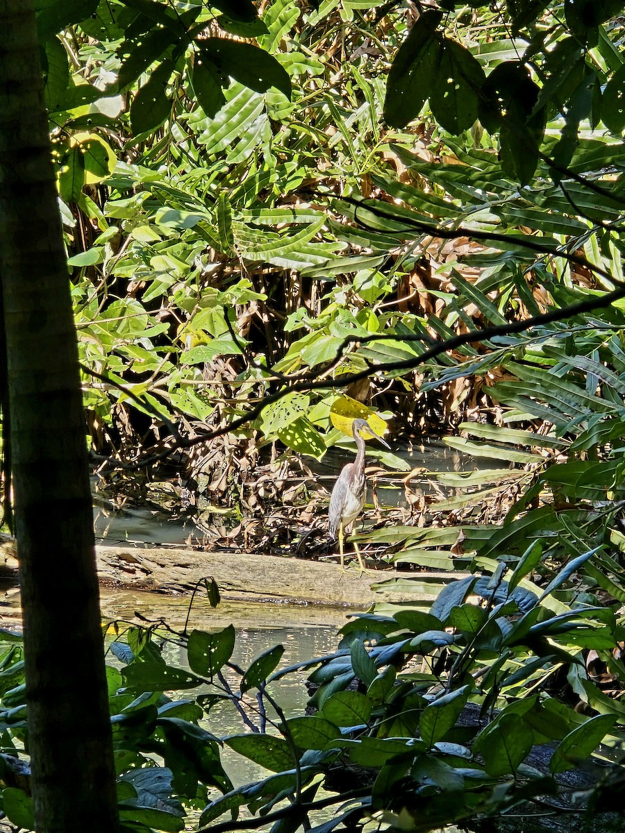 Tricolored Heron - Bruno Rosa