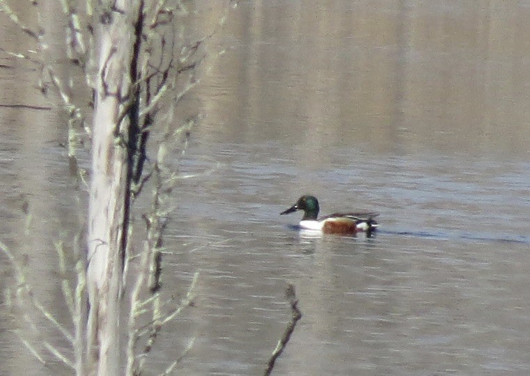 Northern Shoveler - Carol Decker