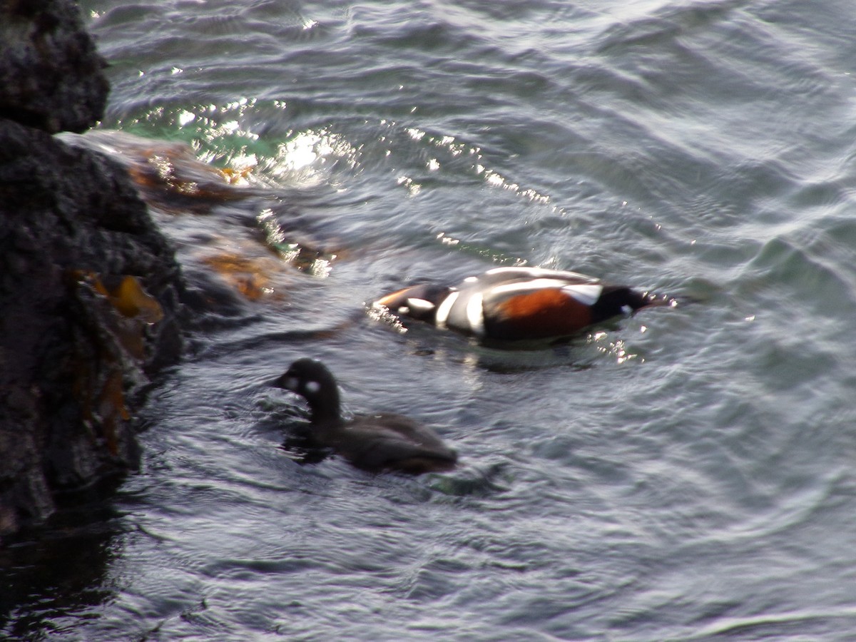 Harlequin Duck - ML616113399