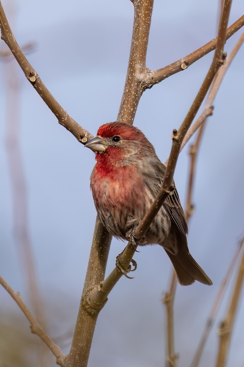 House Finch - ML616113400