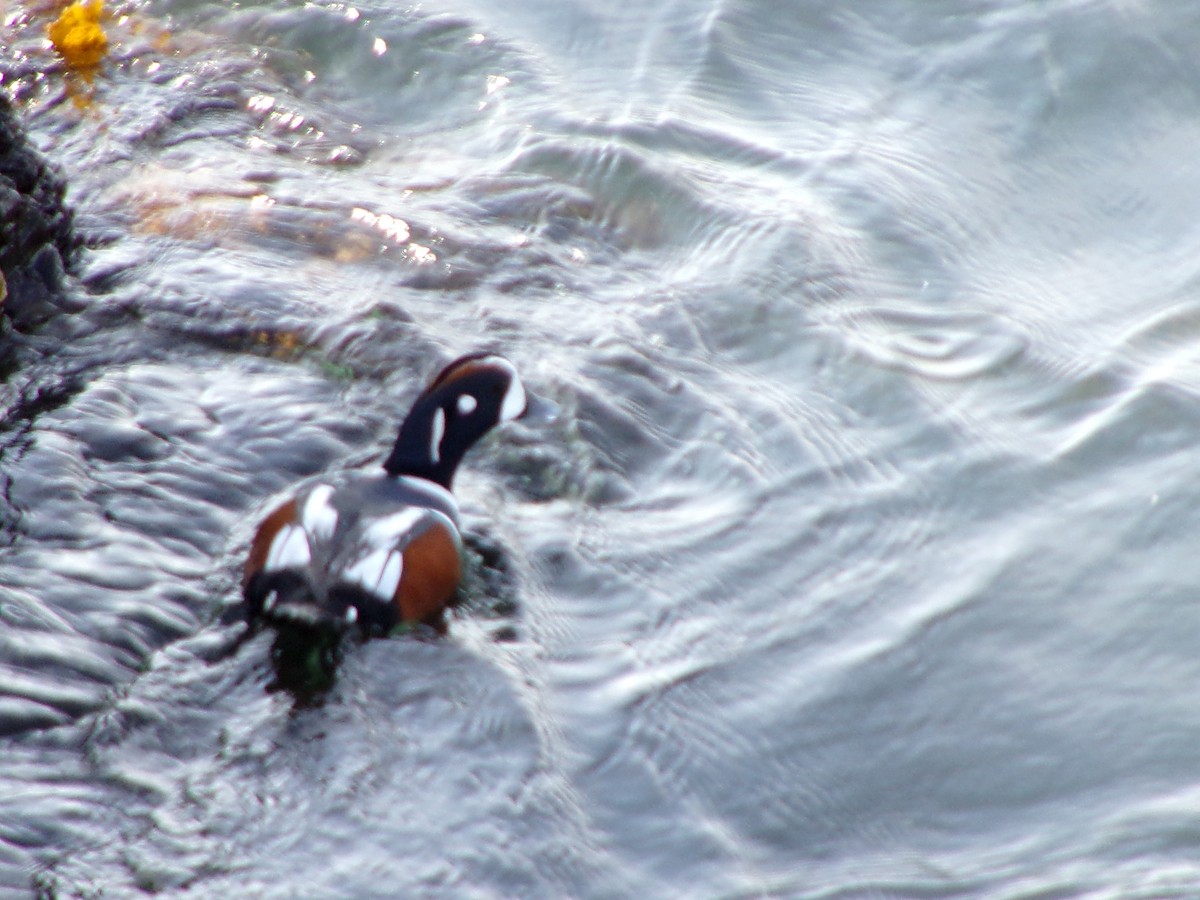 Harlequin Duck - ML616113402