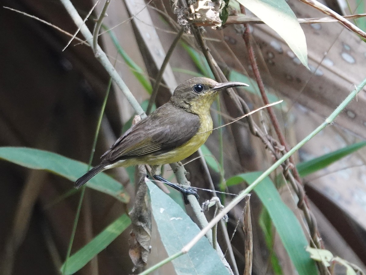 Ornate Sunbird (Ornate) - ML616113459