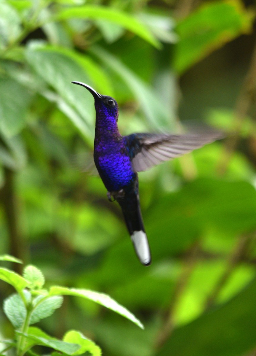 Colibrí Morado - ML616113463