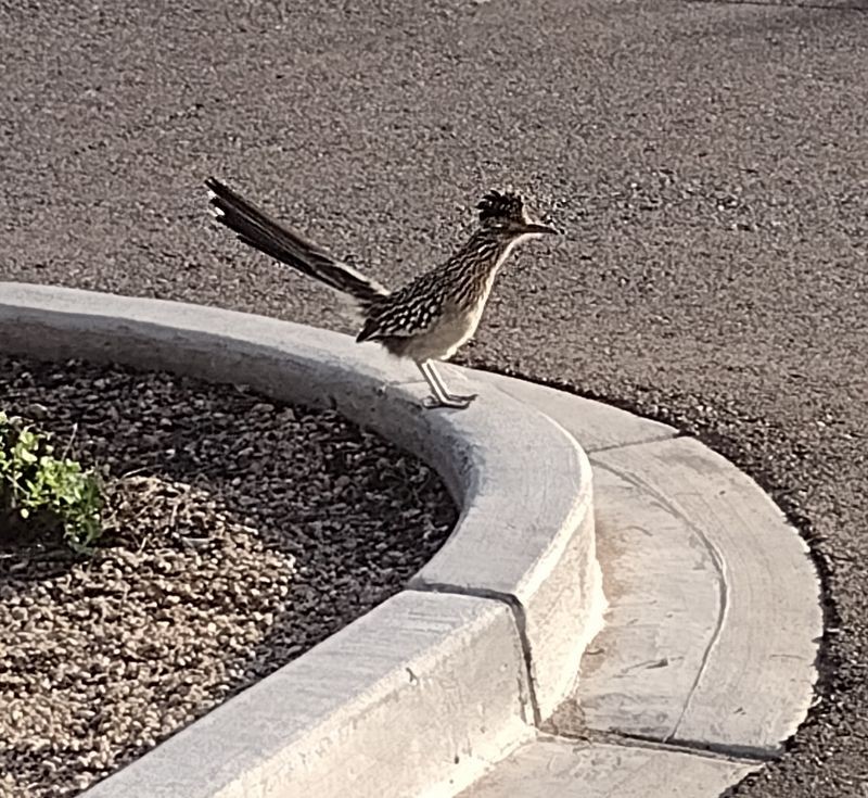 Greater Roadrunner - ML616113472