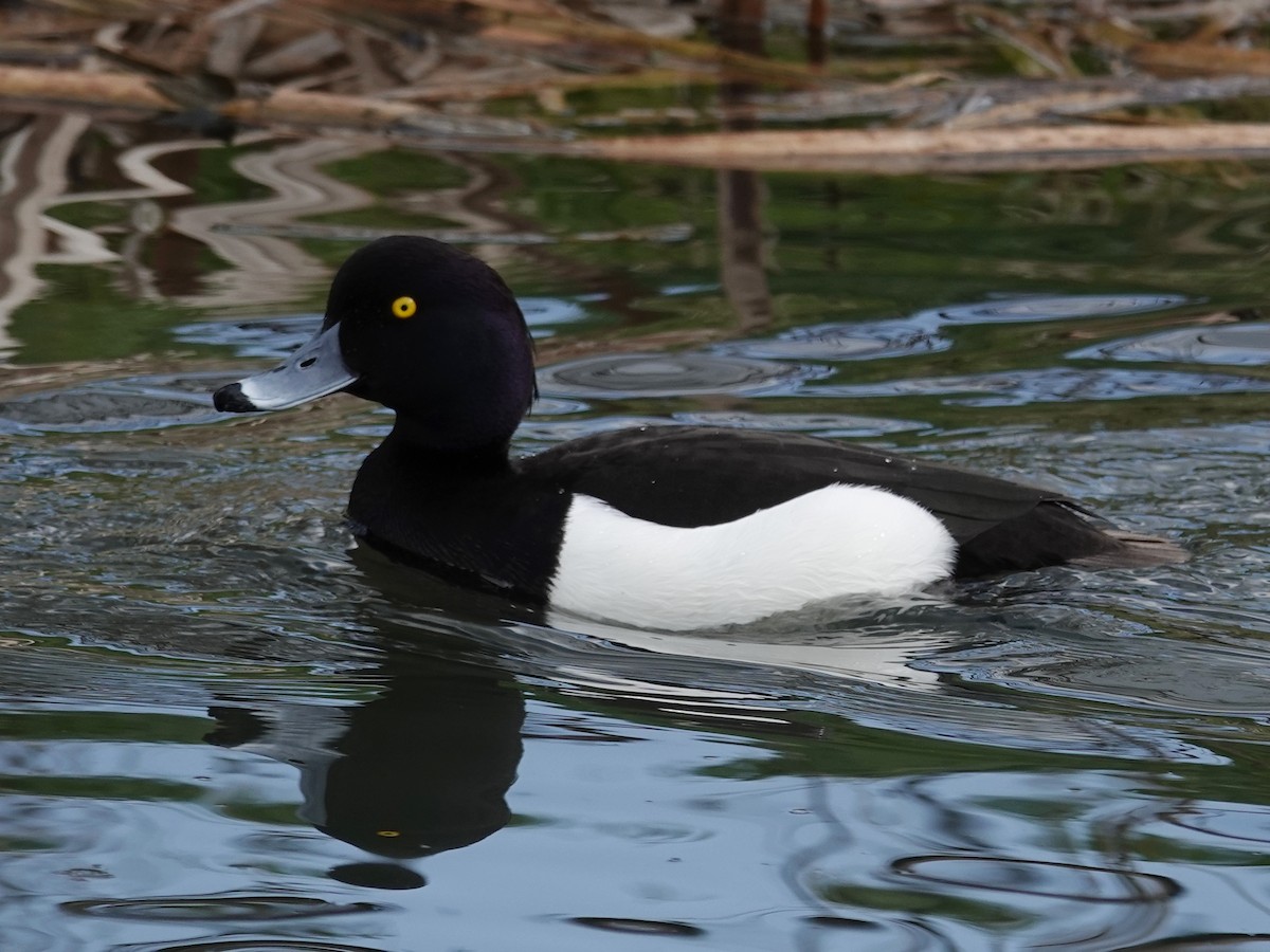 Tufted Duck - ML616113556