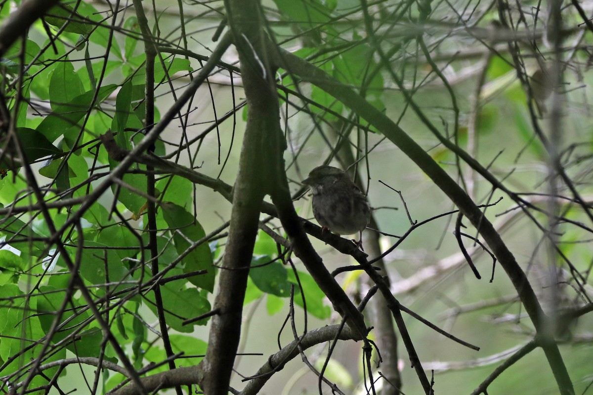 White-throated Sparrow - Voicu Colceriu