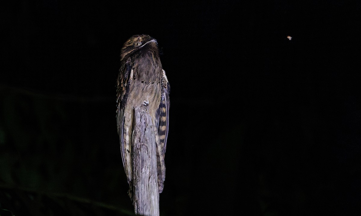 Long-tailed Potoo - Steve Kelling