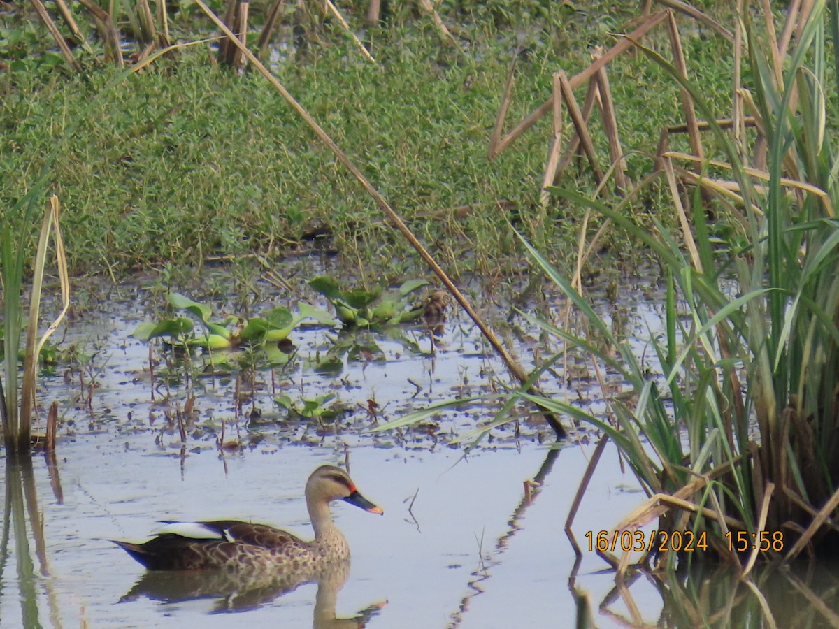 Indian Spot-billed Duck - ML616113652