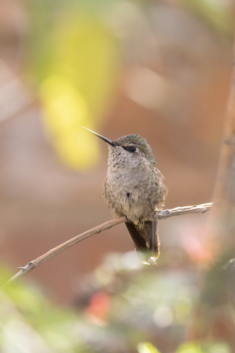 Anna's Hummingbird - ML616113678
