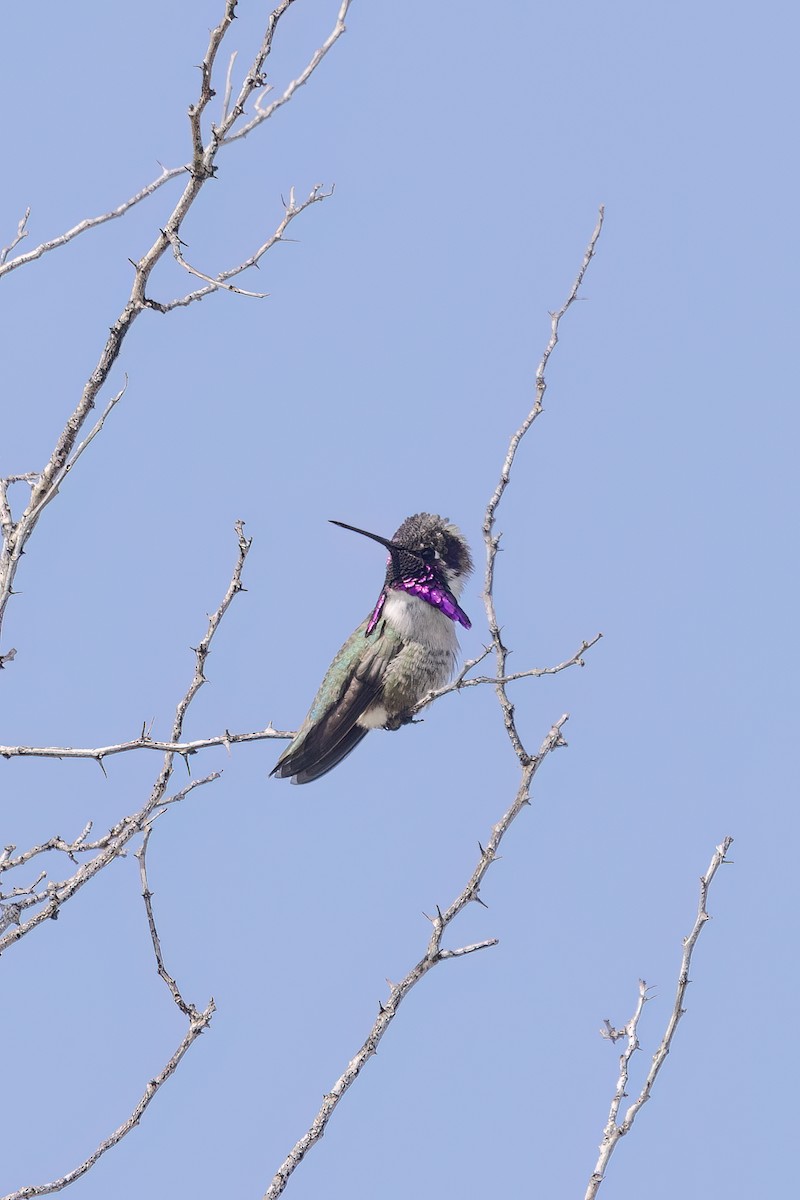 Costa's Hummingbird - ML616113687