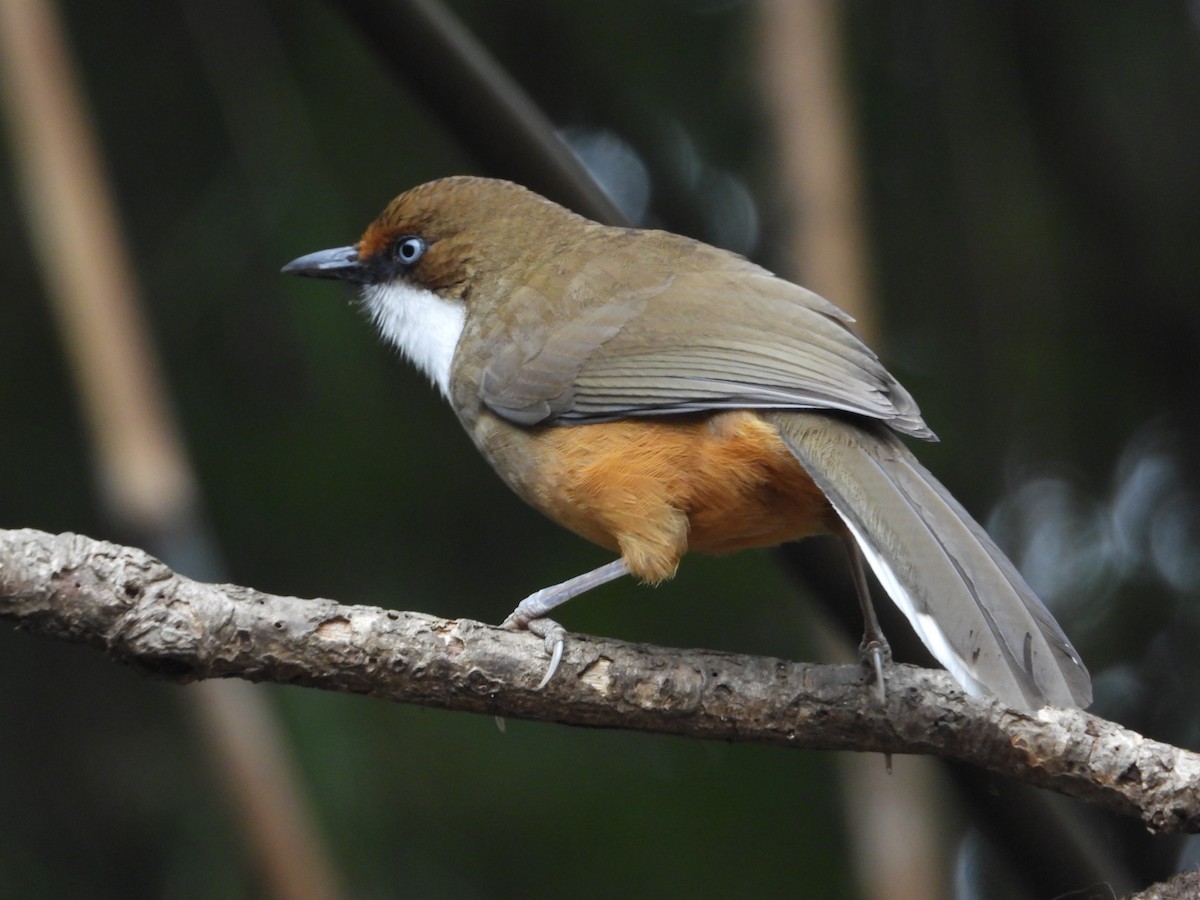 White-throated Laughingthrush - Athiya Mahapatra