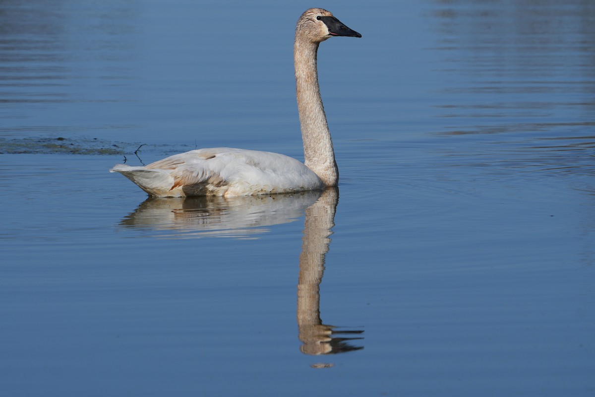 Trumpeter Swan - ML616113693