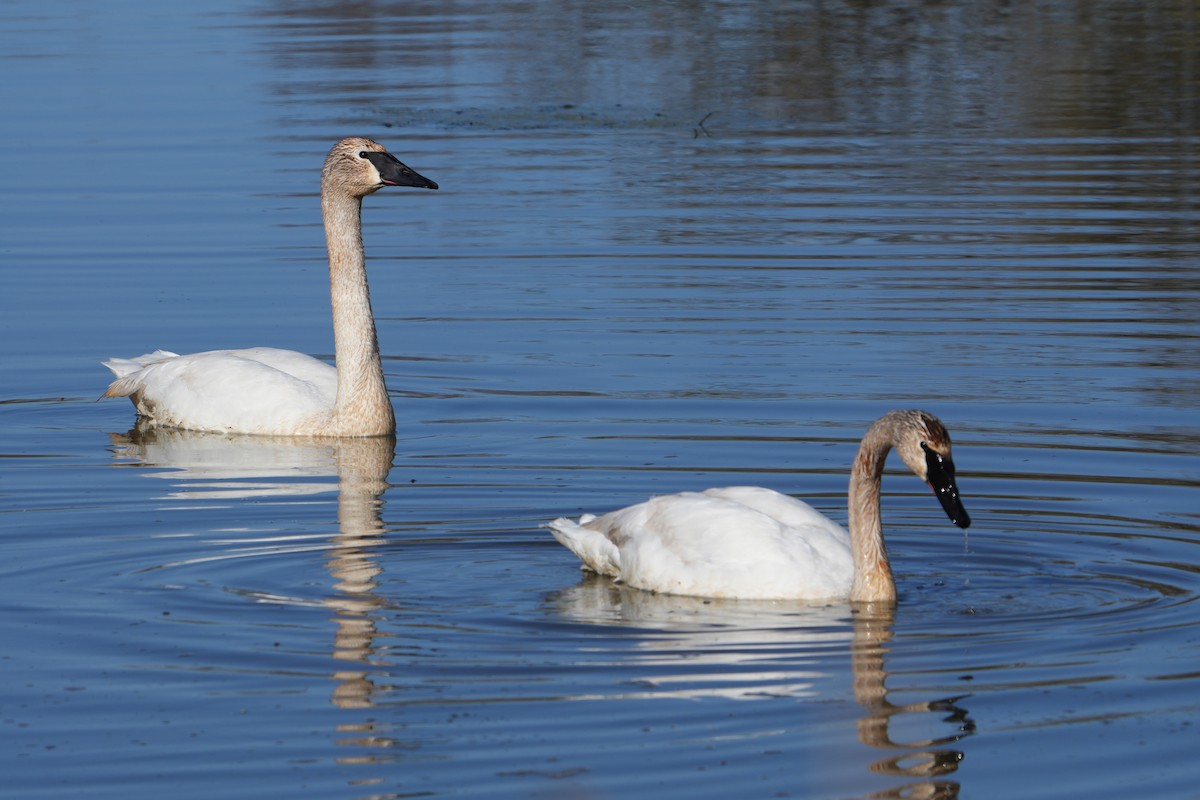 Trumpeter Swan - ML616113698