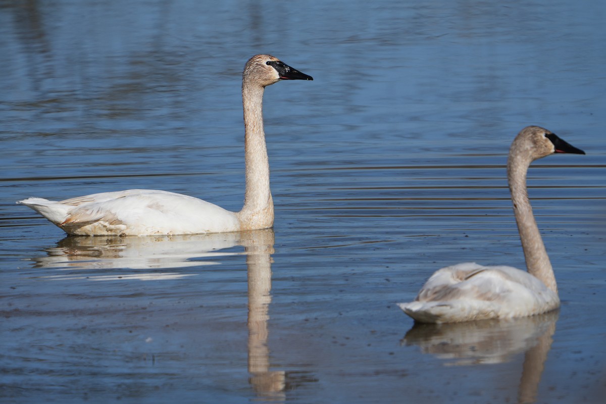 Trumpeter Swan - ML616113702