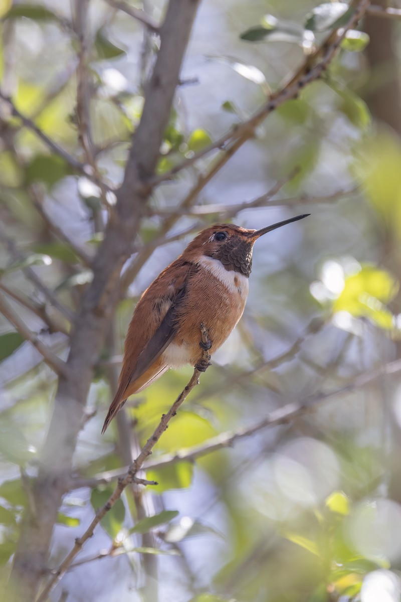 Rufous Hummingbird - ML616113706