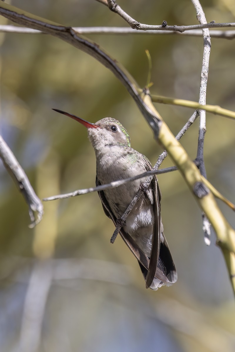 Broad-billed Hummingbird - ML616113712