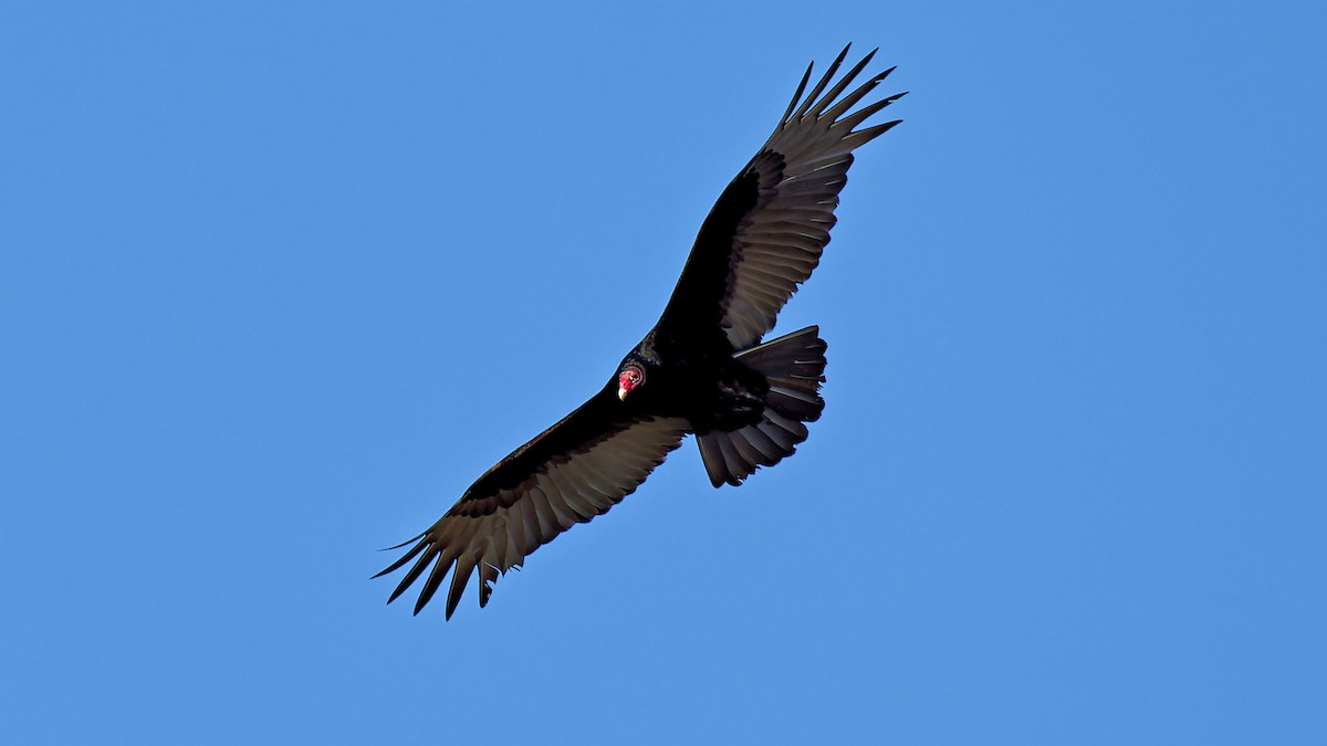 Urubu à tête rouge - ML616113729