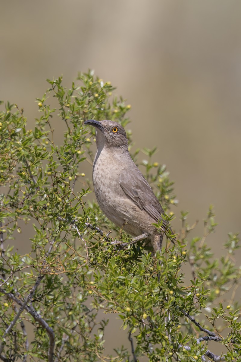 Curve-billed Thrasher - ML616113781