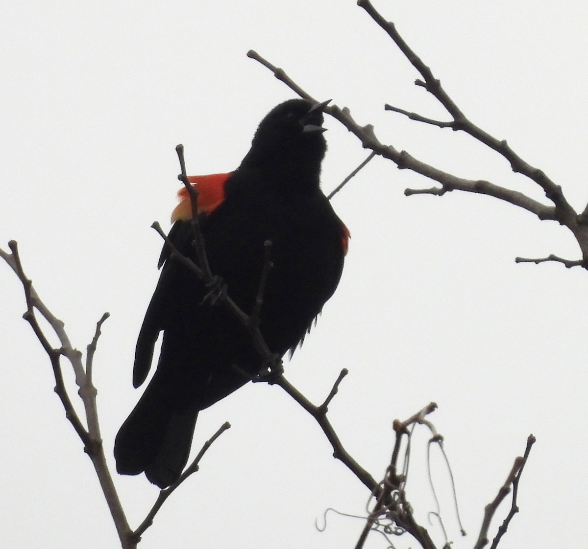 Red-winged Blackbird - ML616113801