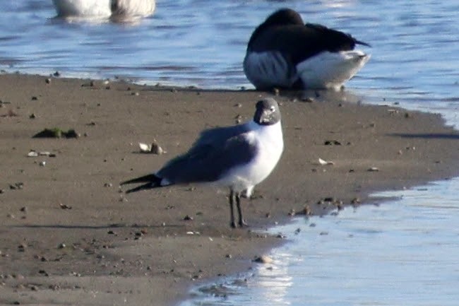 Laughing Gull - Zach L