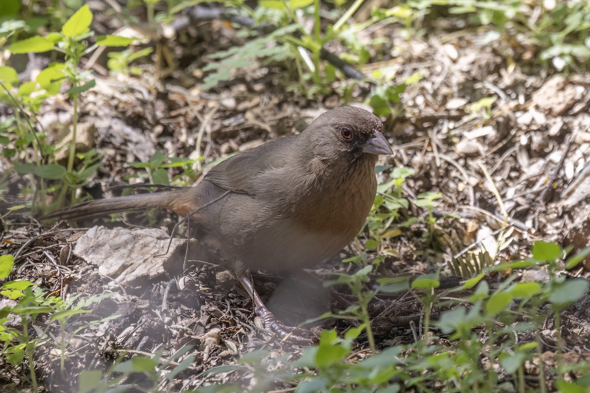 Abert's Towhee - Matt Trevillion