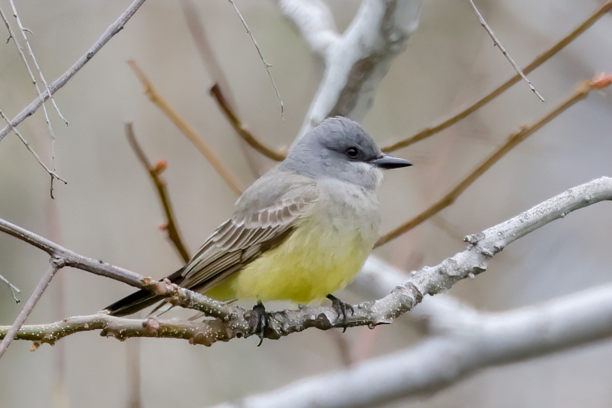 Cassin's Kingbird - Becca Cockrum