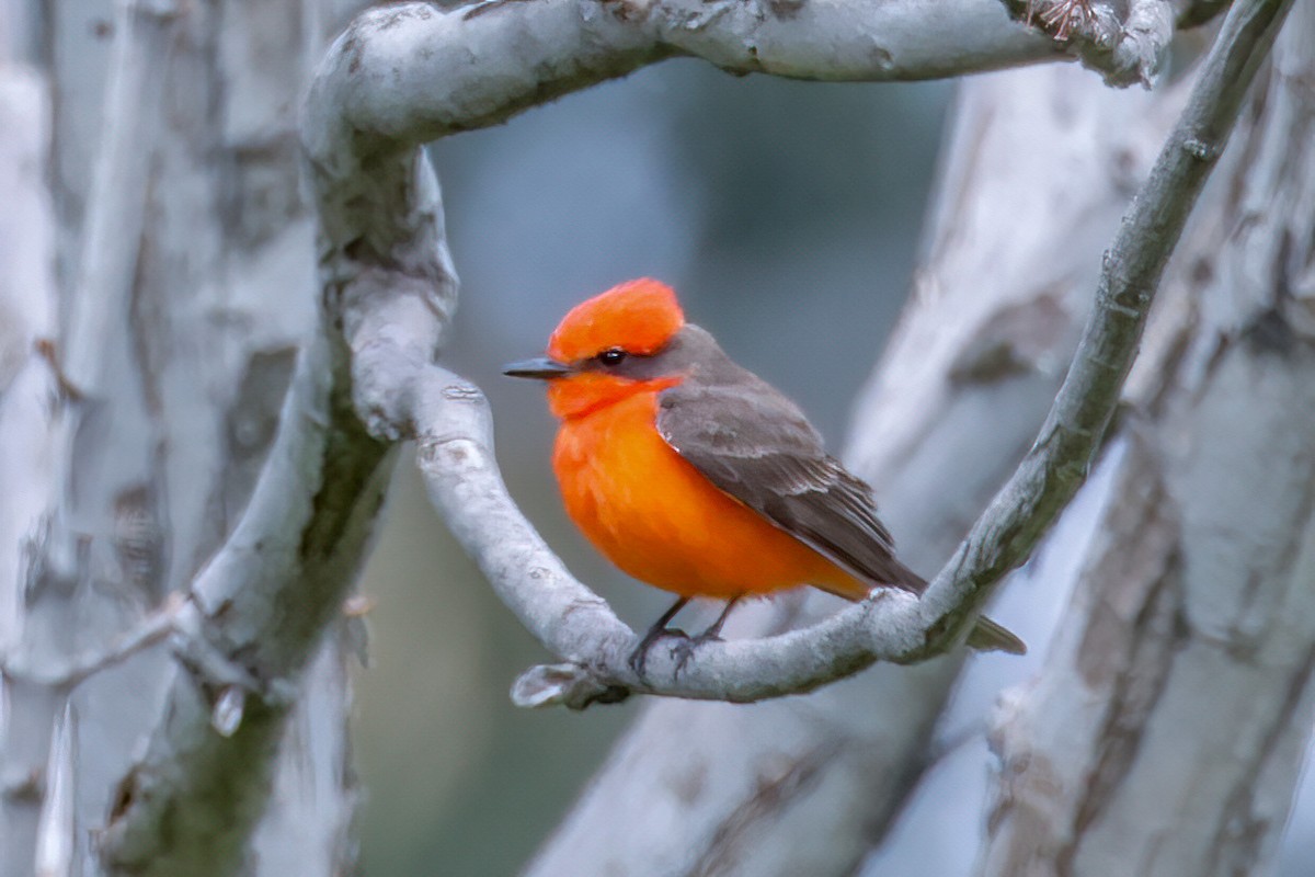 Vermilion Flycatcher - ML616113850