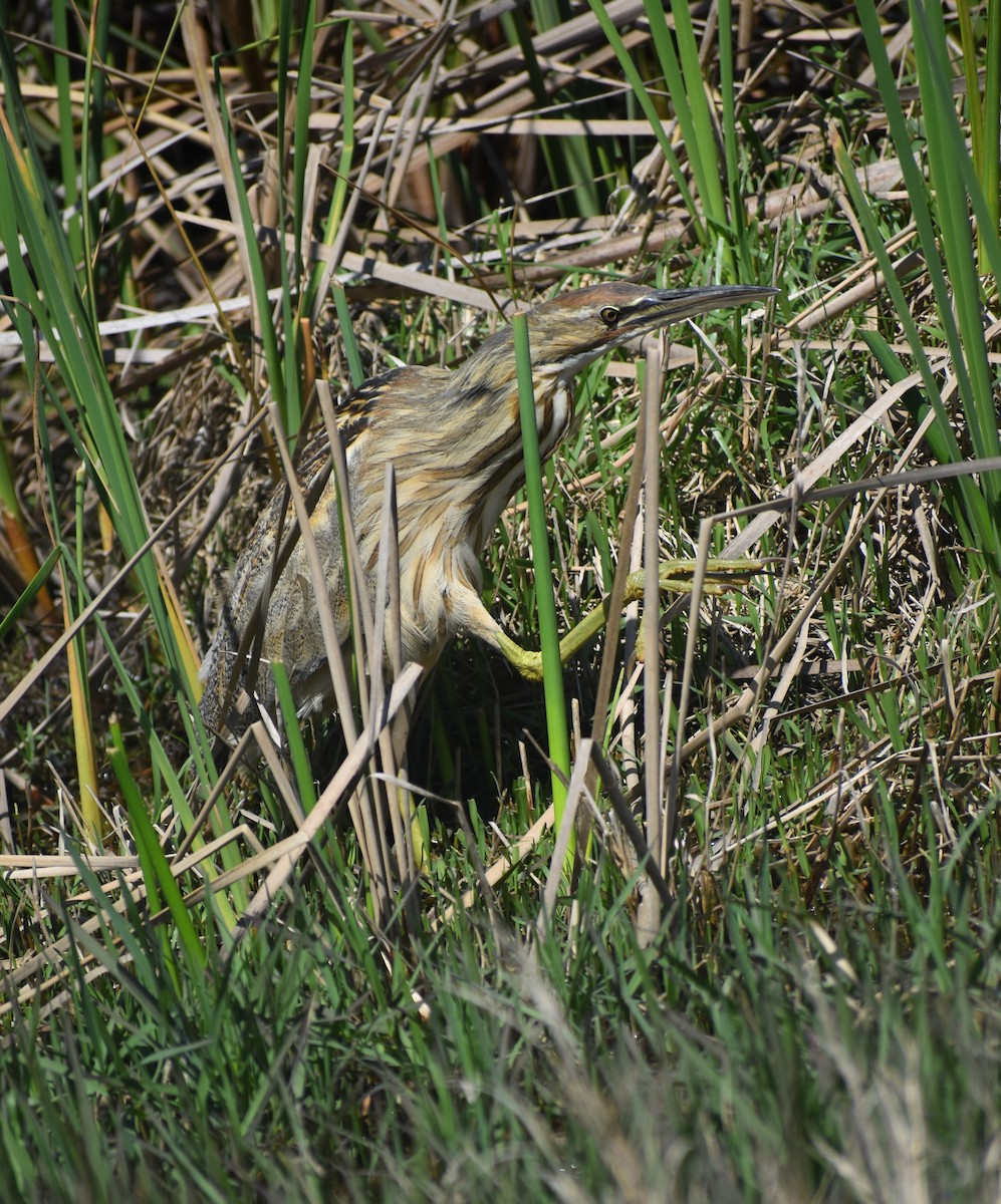 American Bittern - ML616113851