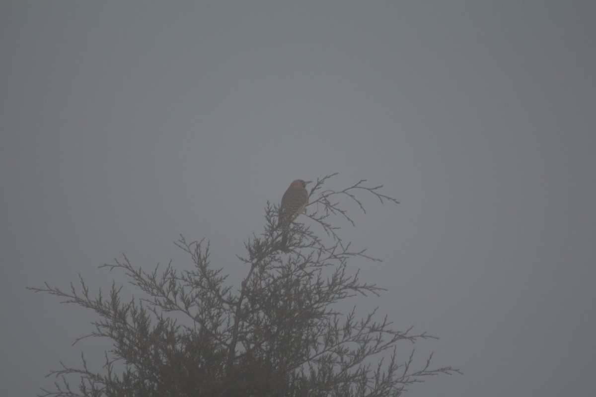 Northern Flicker - ML616113910