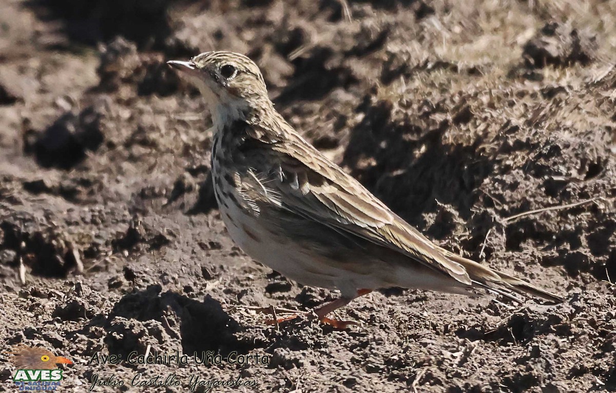 Short-billed Pipit - JULIO CESAR CASTILLO YAZAUSKAS