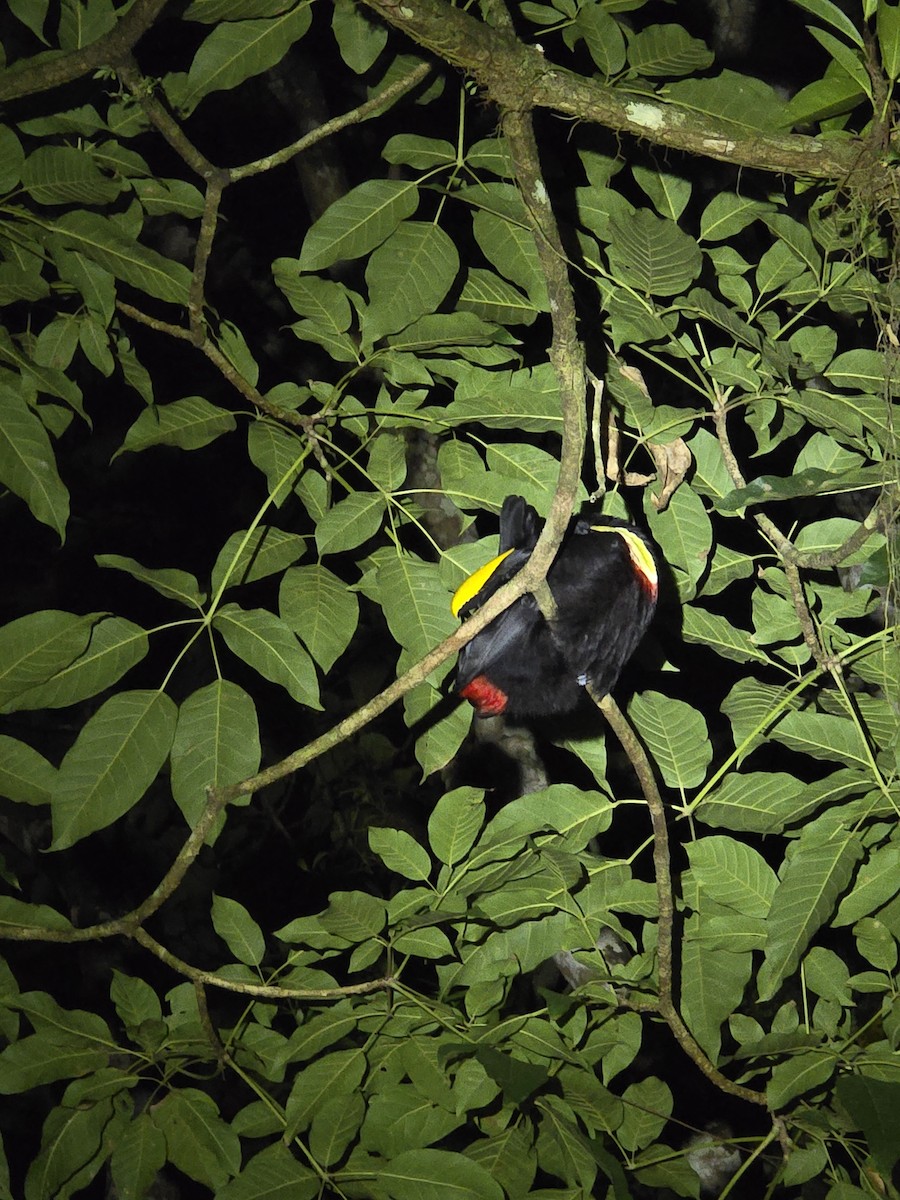 Yellow-throated Toucan - ML616114001