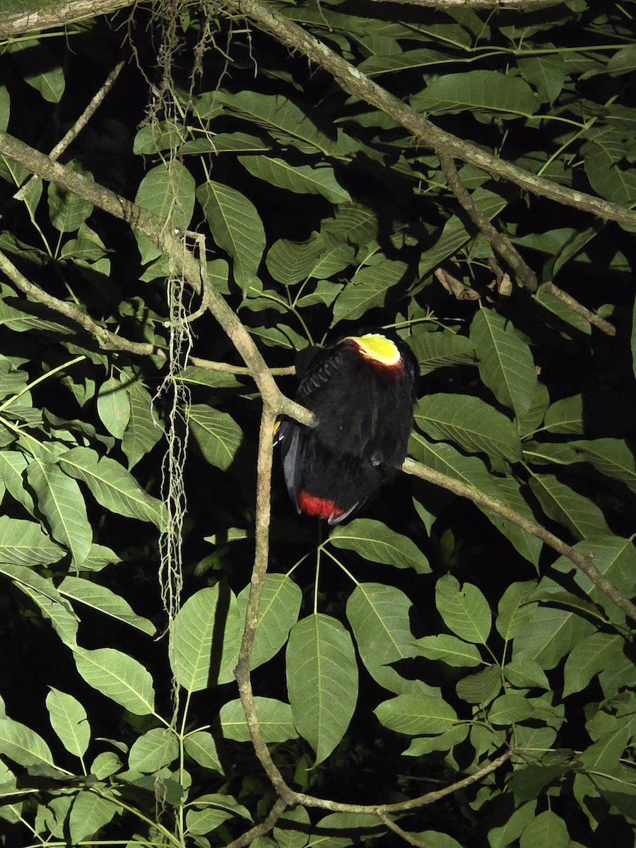 Yellow-throated Toucan - ML616114002